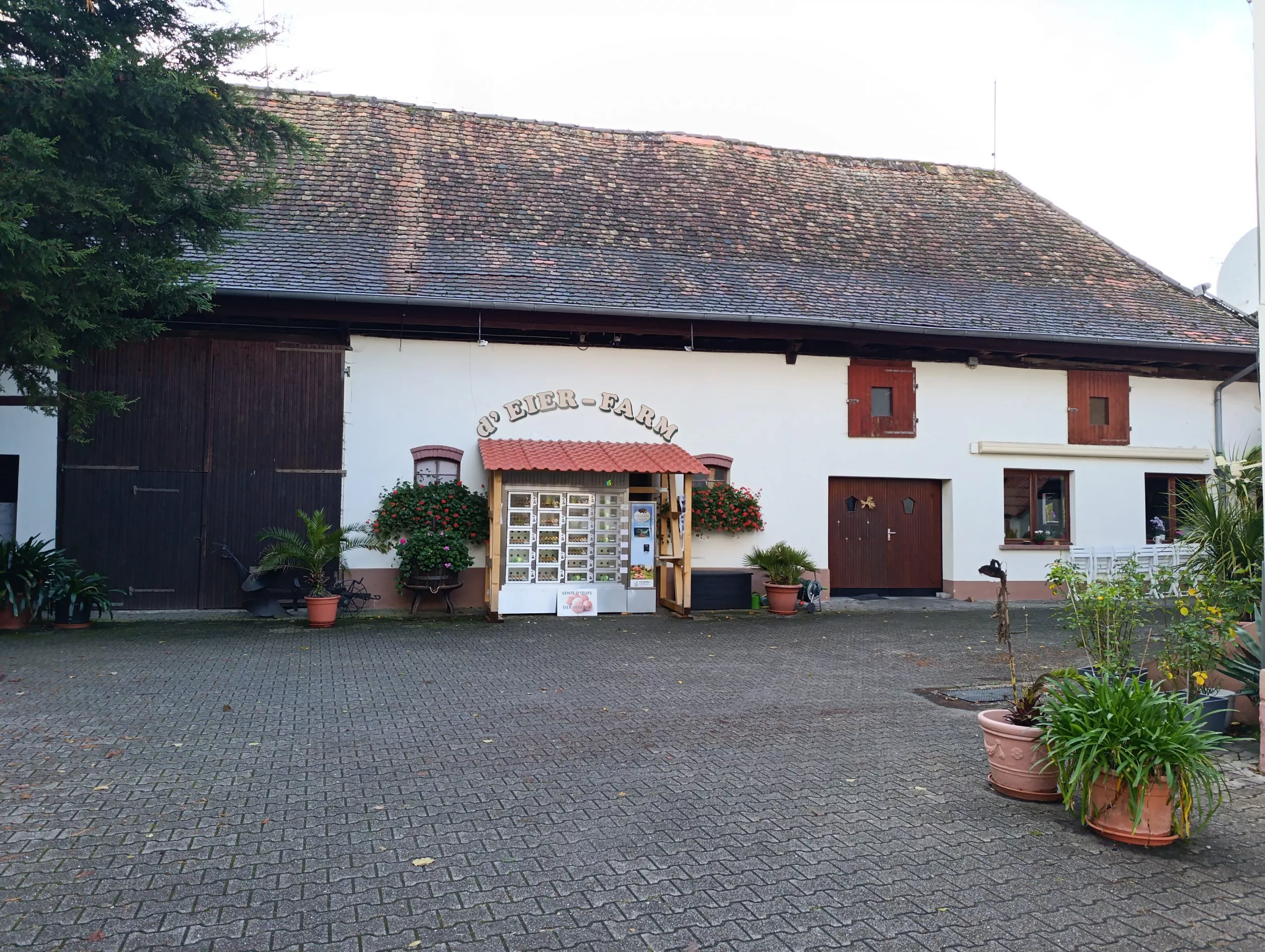 Distributeur d'oeufs dans une cour de ferme