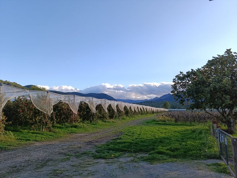 Pommiers de montagne